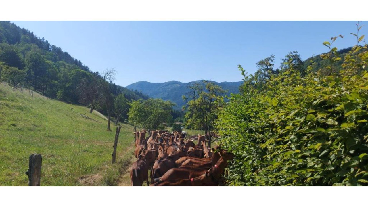 Photo of Outdoor in Mollau
