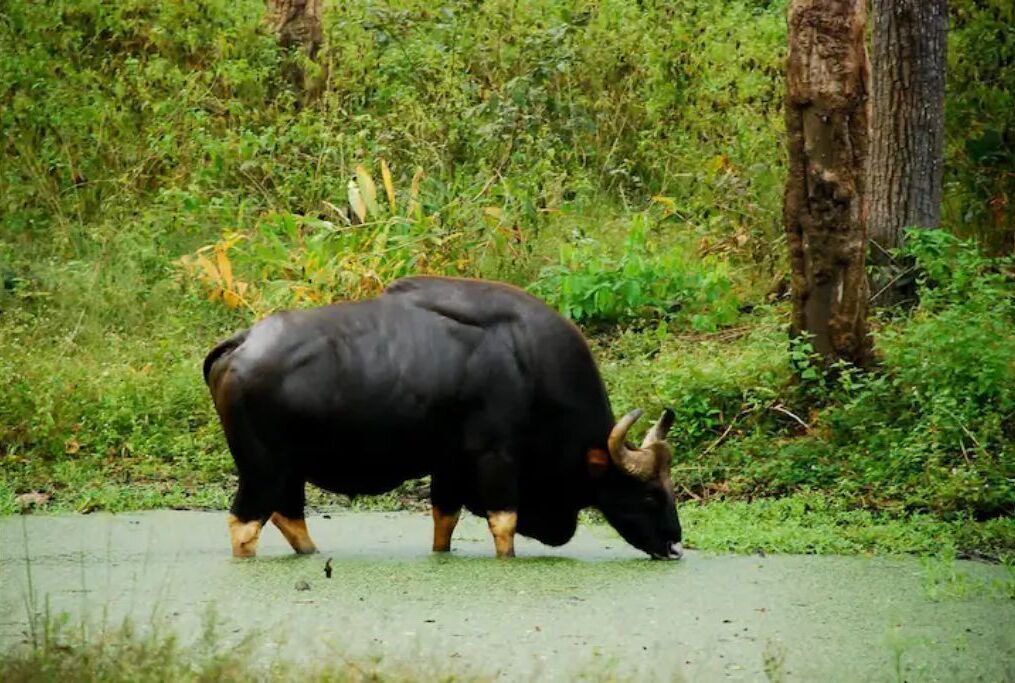 Photo of Outdoor in Thirunelly