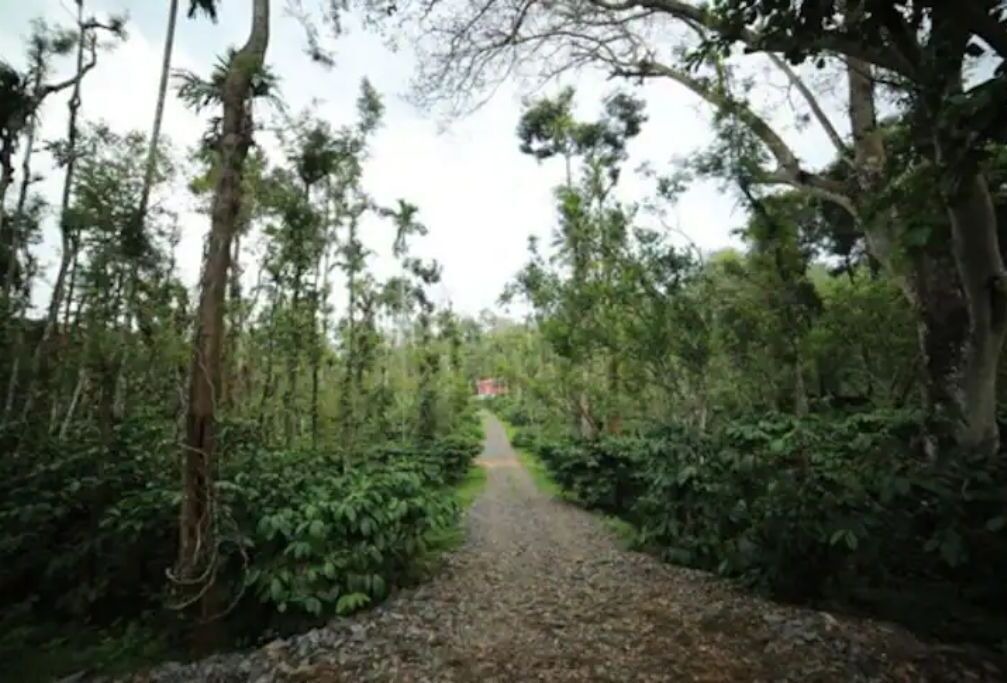 Photo of Outdoor in Thirunelly