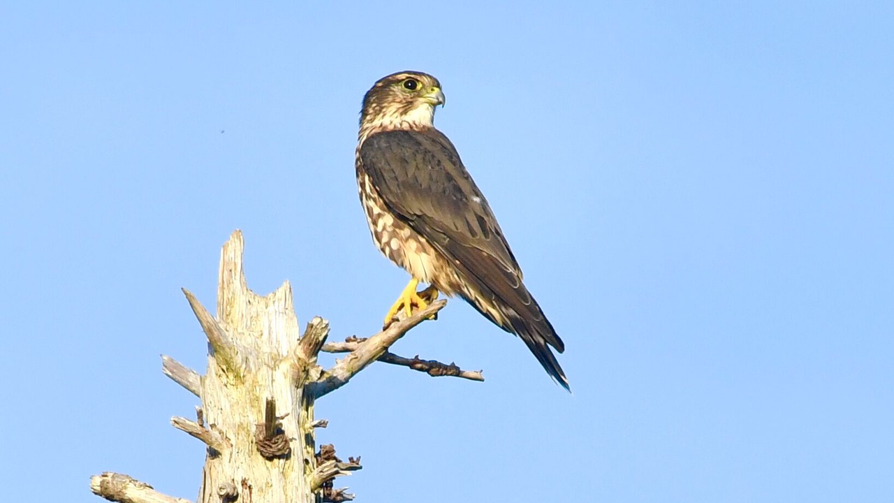 Photo of Outdoor in Onslow