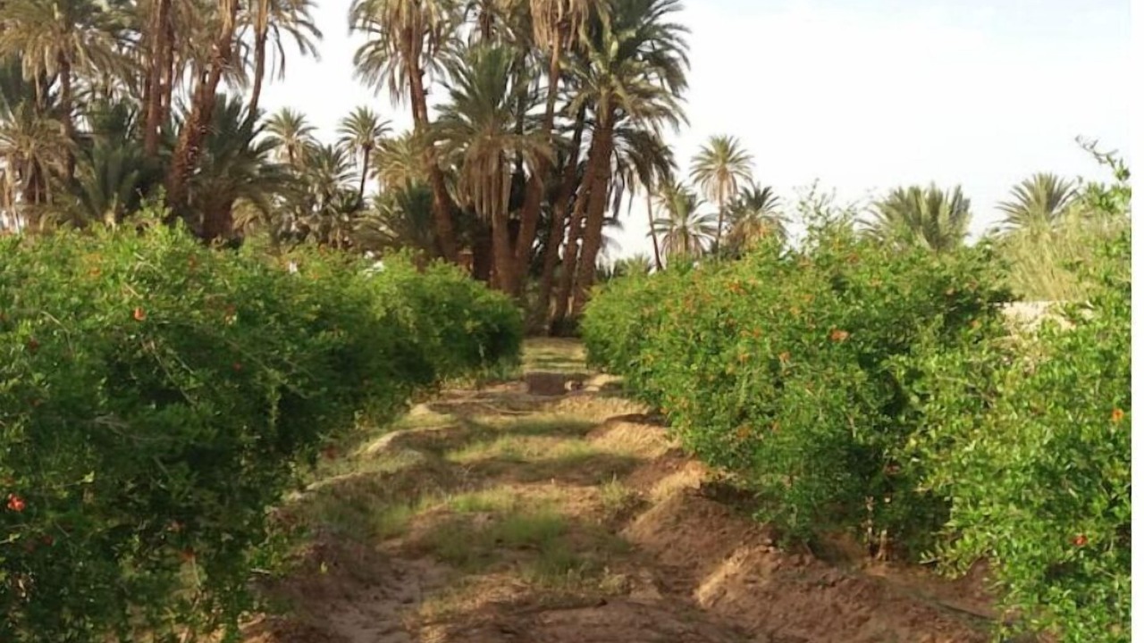 Photo of Outdoor in M'Hamid El Ghizlane