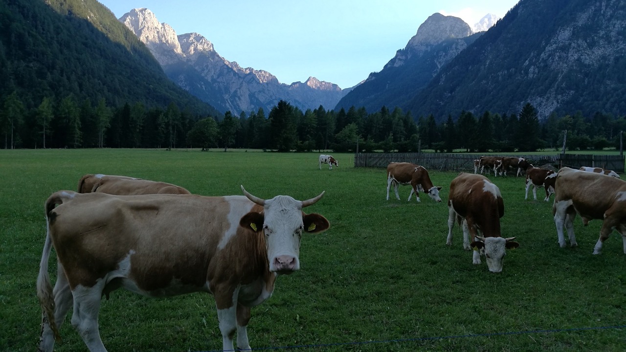 Photo of Outdoor in Mojstrana