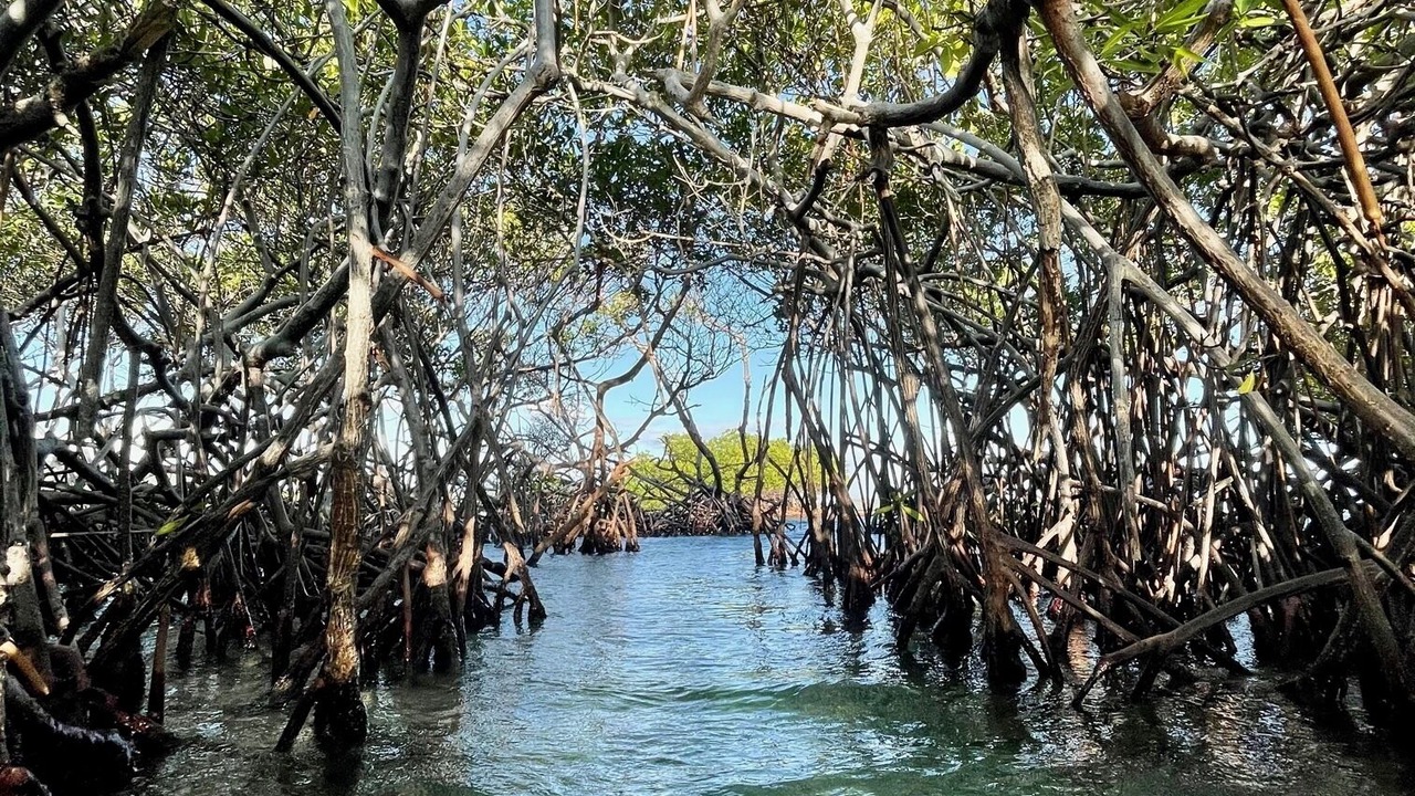 Photo of Others in Palmarejo