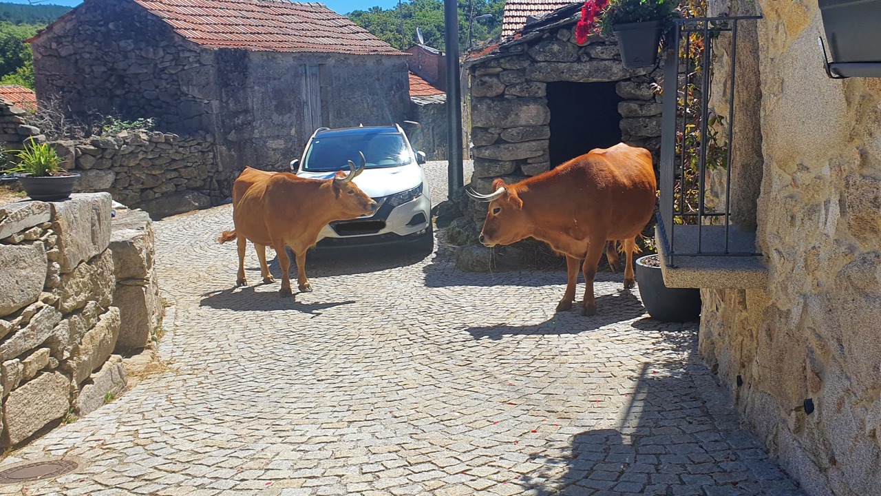 Photo of Outdoor in Candal