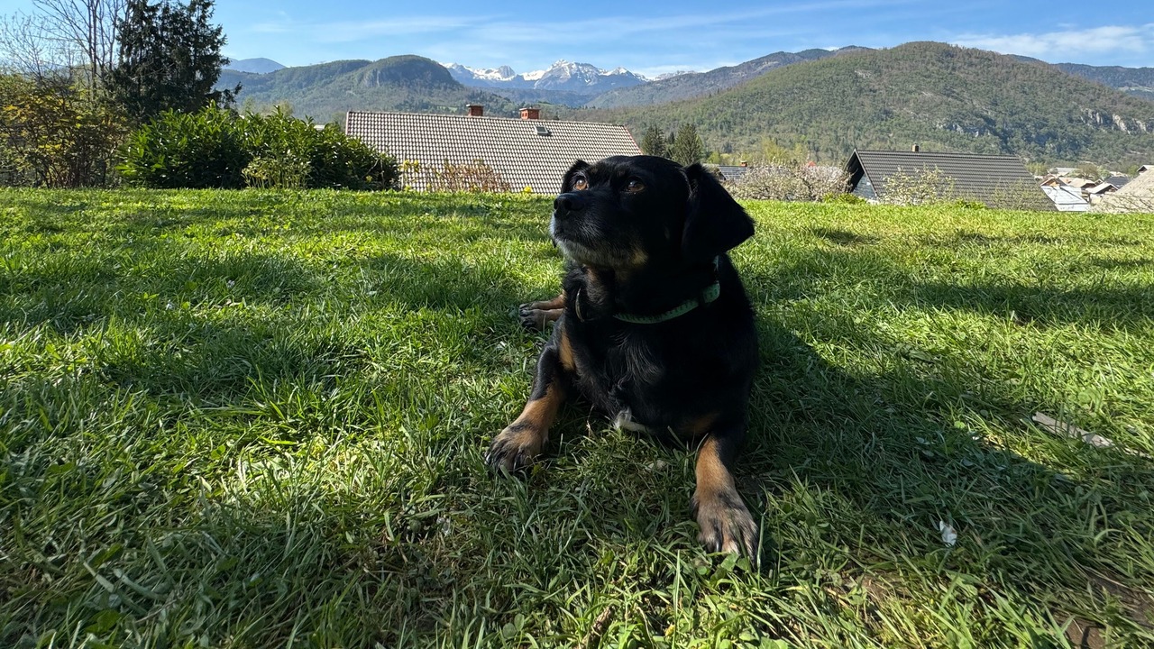 Photo of Others in Bohinjska Bistrica