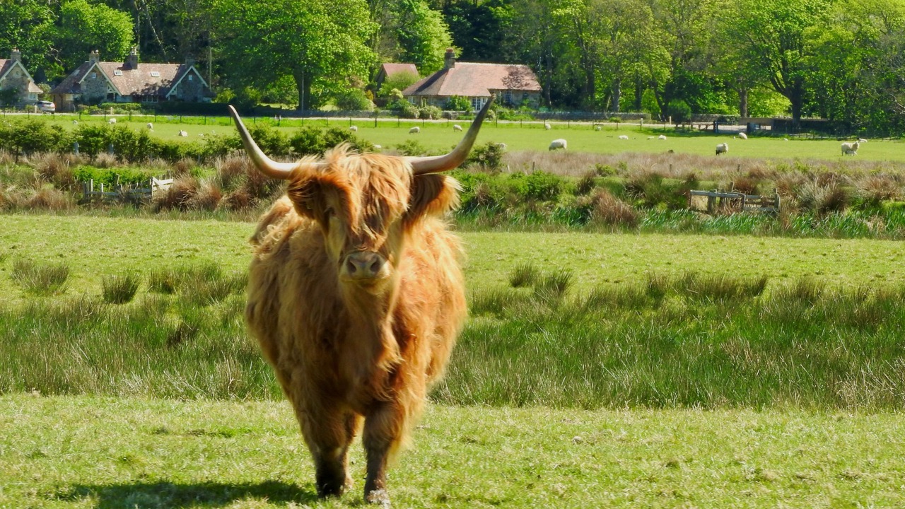 Photo of Others in Gigha