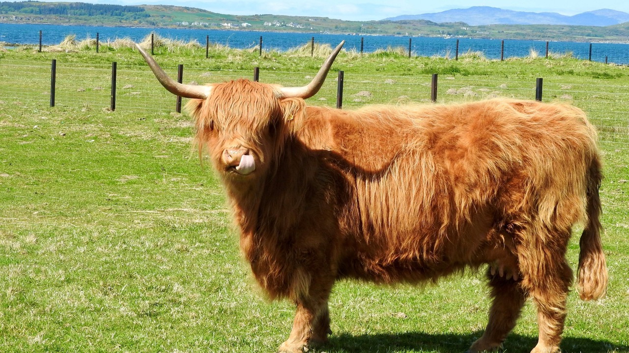 Photo of Others in Gigha