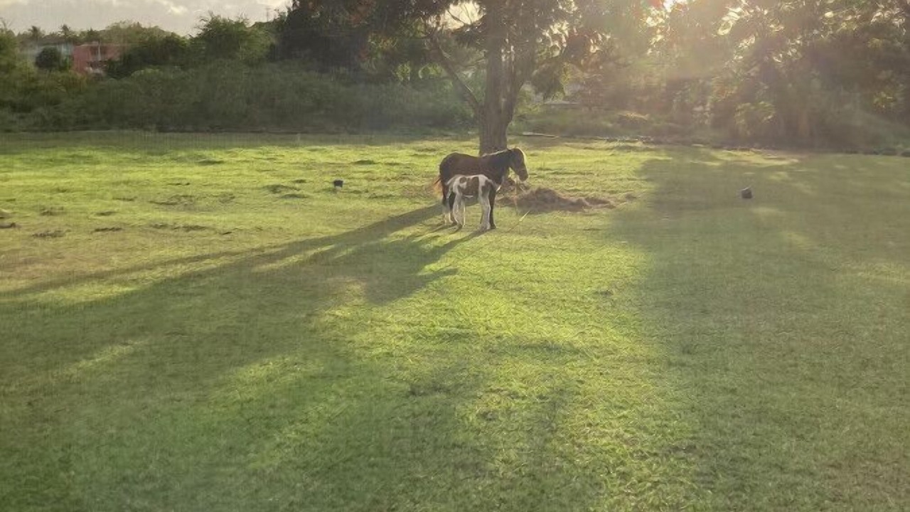 Photo of Others in Tierras Nuevas Poniente