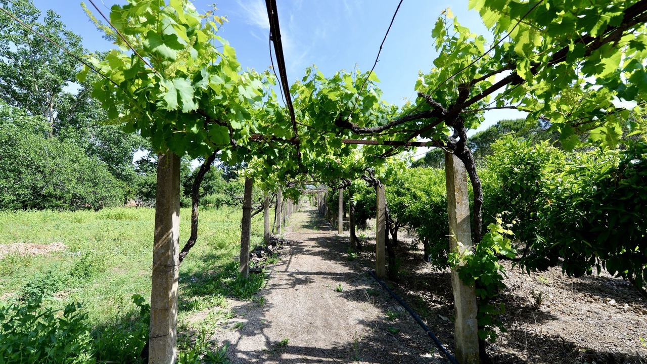 Photo of Outdoor in Carvalhal Benfeito