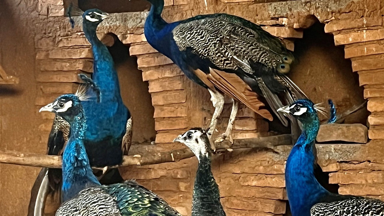 Photo of Others in Sidi Abdallah Ghiat