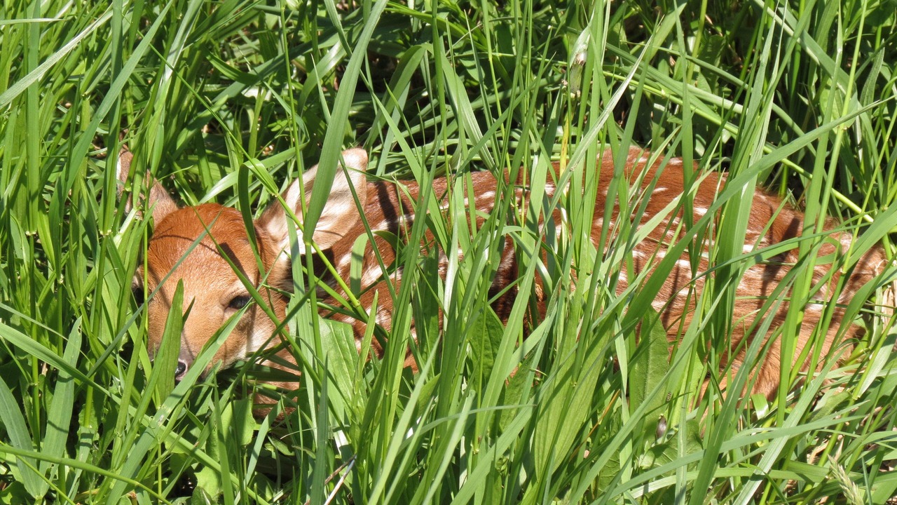Photo of Outdoor in Canaseraga