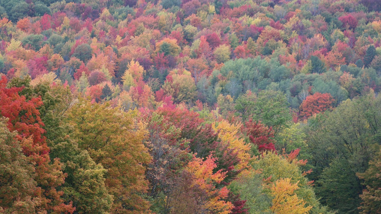 Photo of Outdoor in Canaseraga