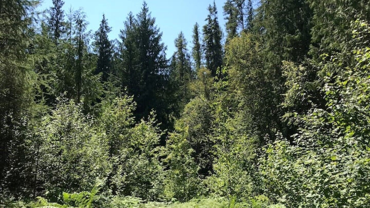Photo of Others in Kaslo