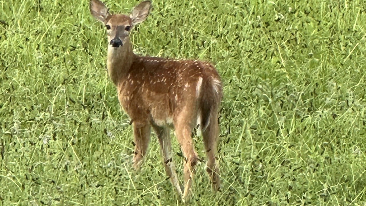 Photo of Others in Laurelville