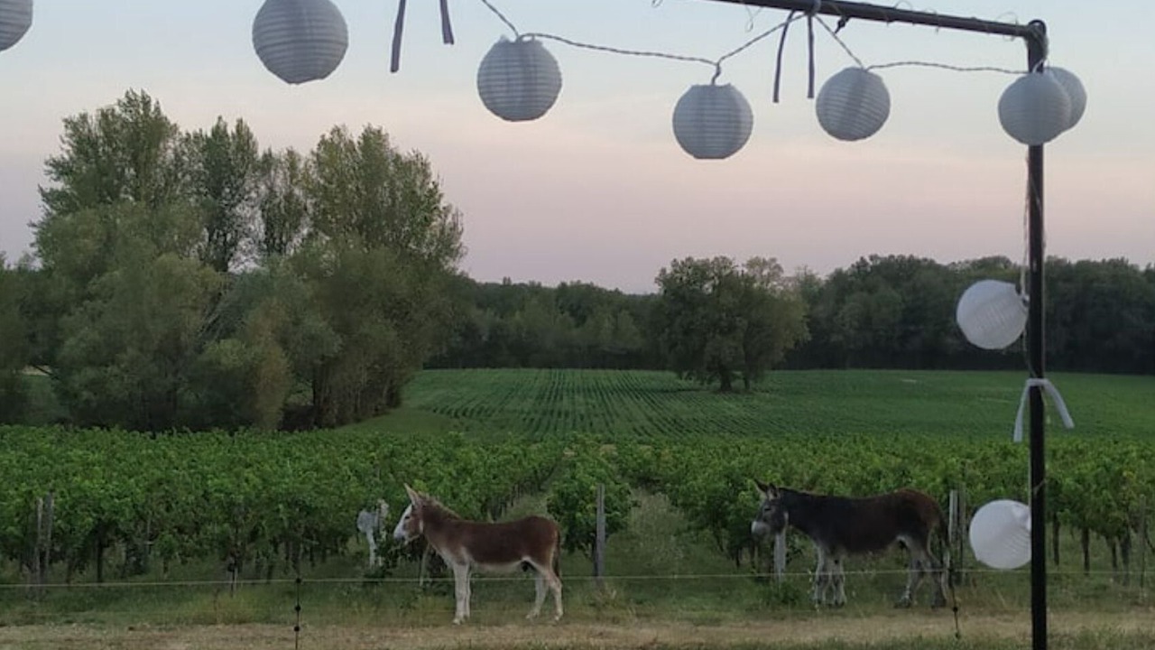 Photo of Outdoor in Salignac