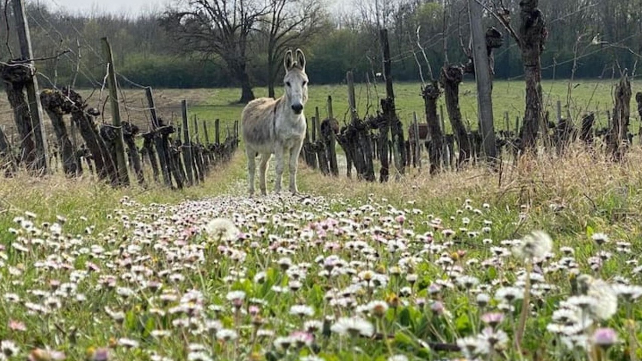 Photo of Outdoor in Salignac
