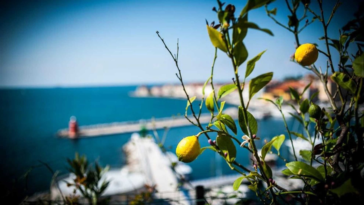 Photo of Others in Piran