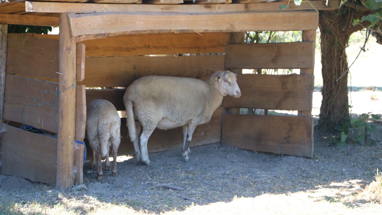 Photo of Others in Nespereira