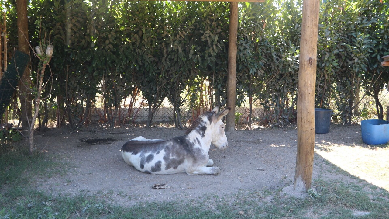 Photo of Outdoor in Nespereira