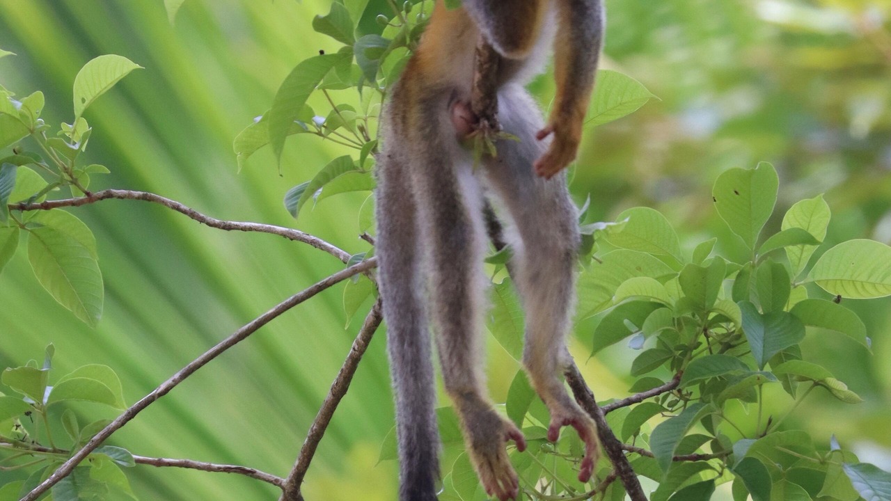 Photo of Others in Valle Pura Vida