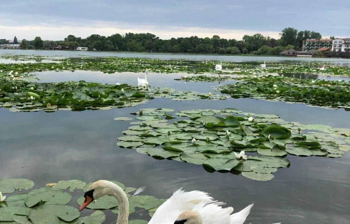 Photo of Others in Neptun