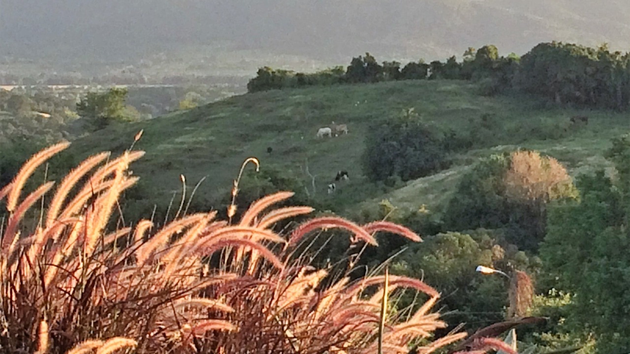 Photo of Outdoor in Llanos Tuna