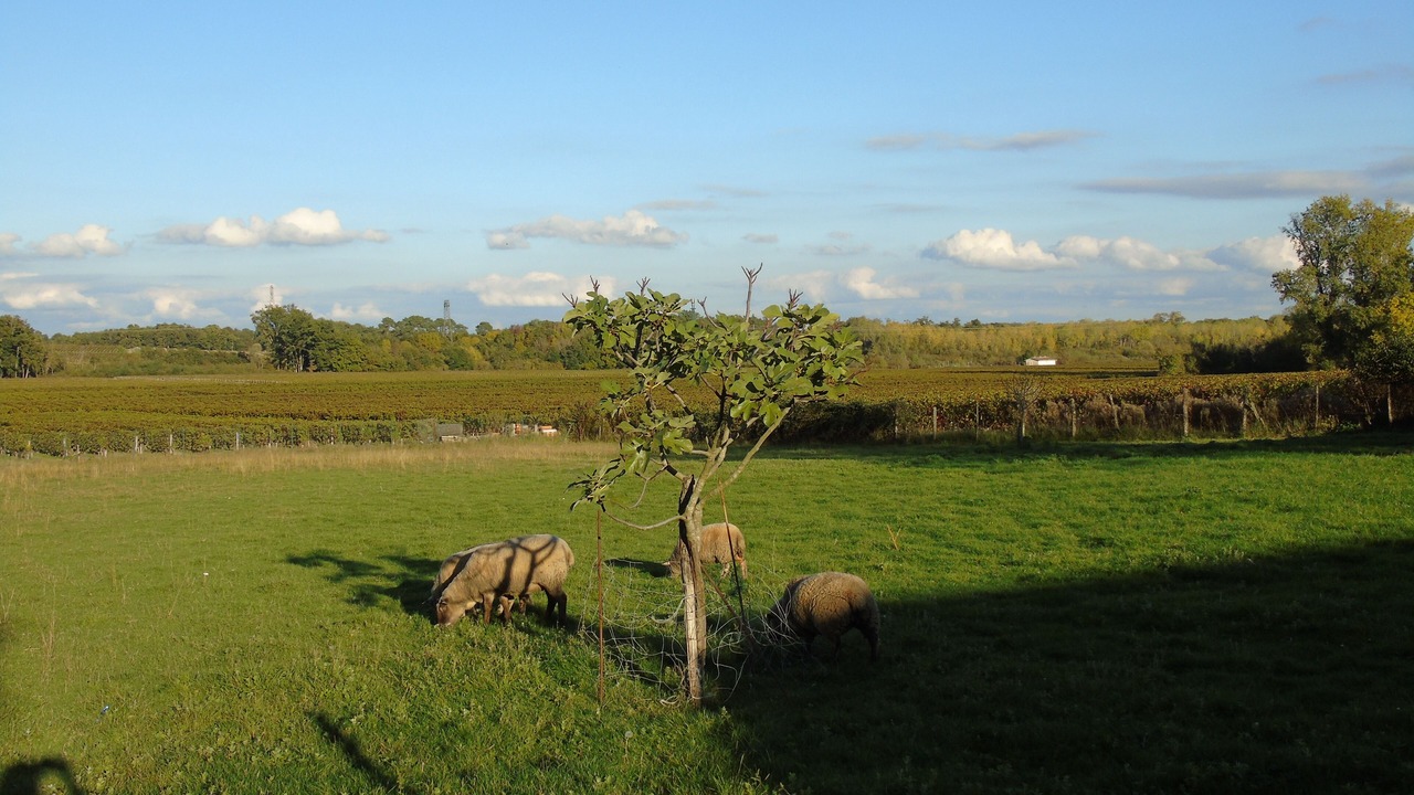 Photo of Outdoor in Moulis-en-Medoc
