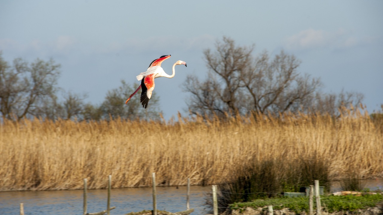 Photo of Others in Port-Saint-Louis-du-Rhone