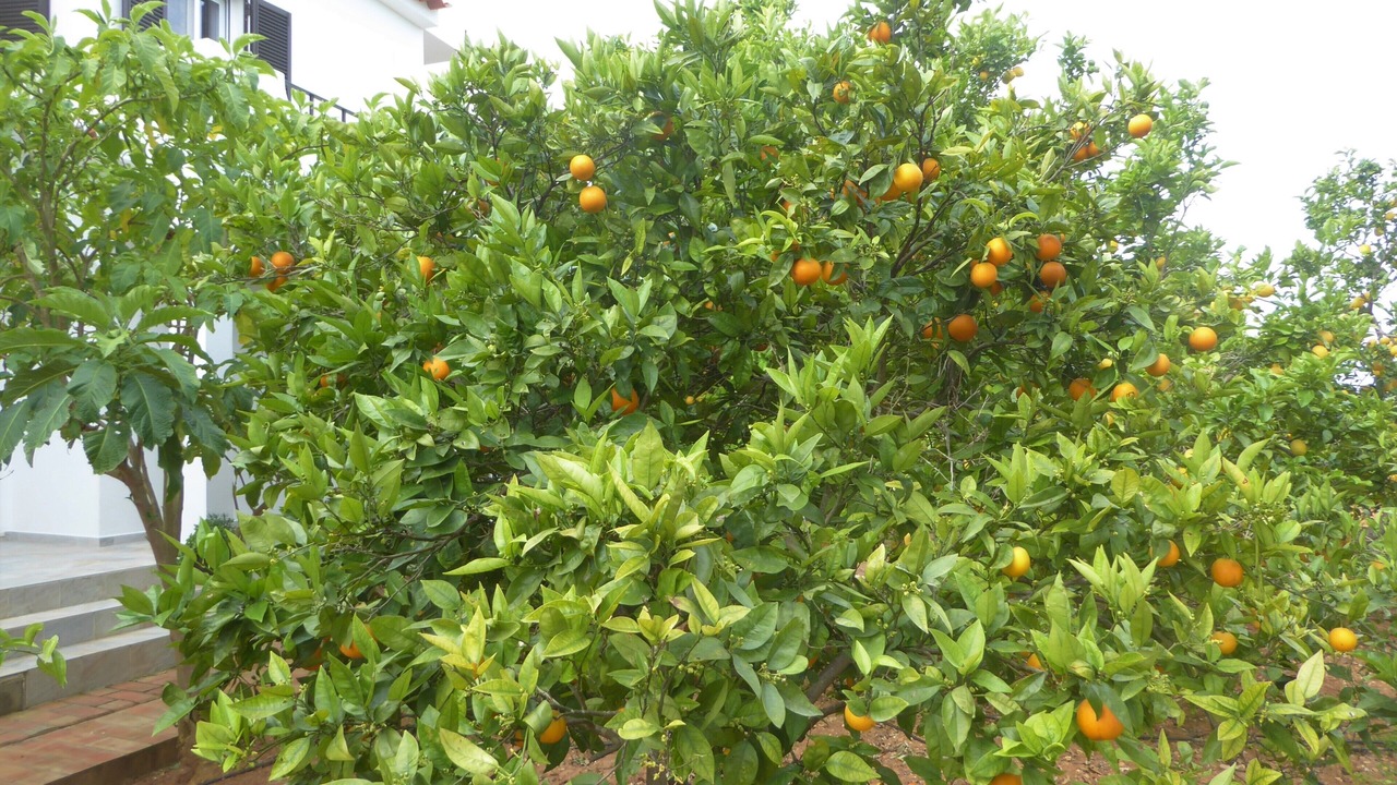 Photo of Outdoor in Vale da Lama