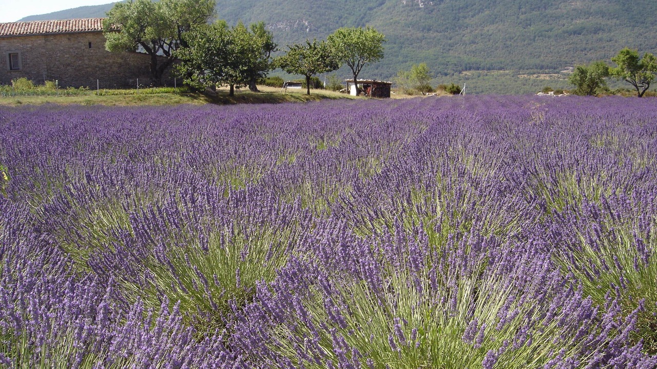 Photo of Outdoor in Castellane