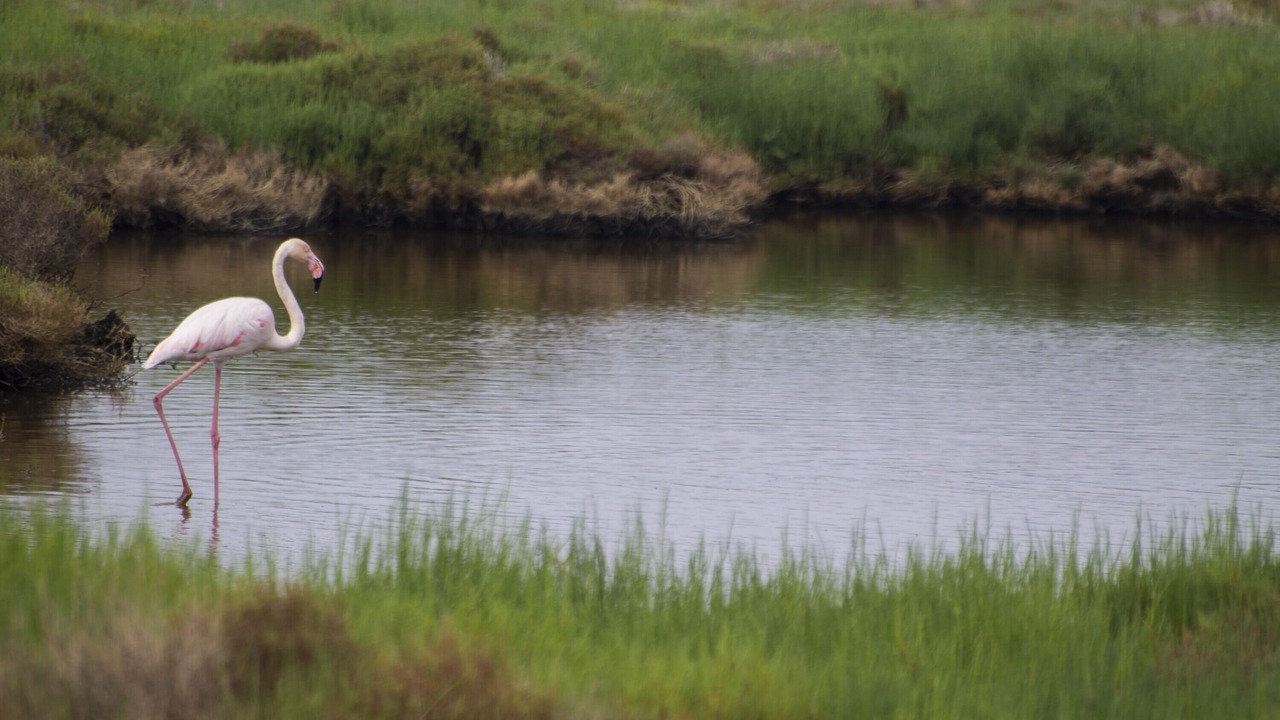 Photo of Outdoor in Sant Pere Pescador