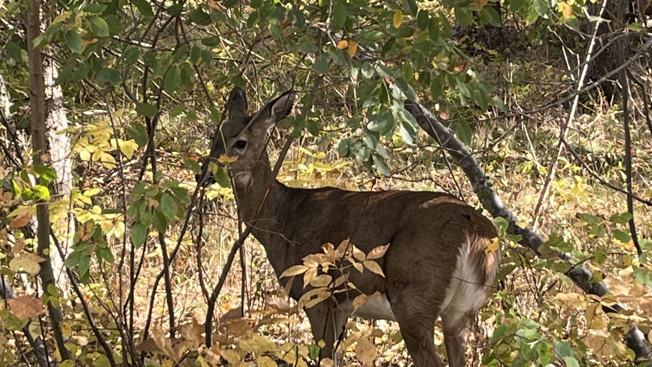 Photo of Others in Bar Harbor