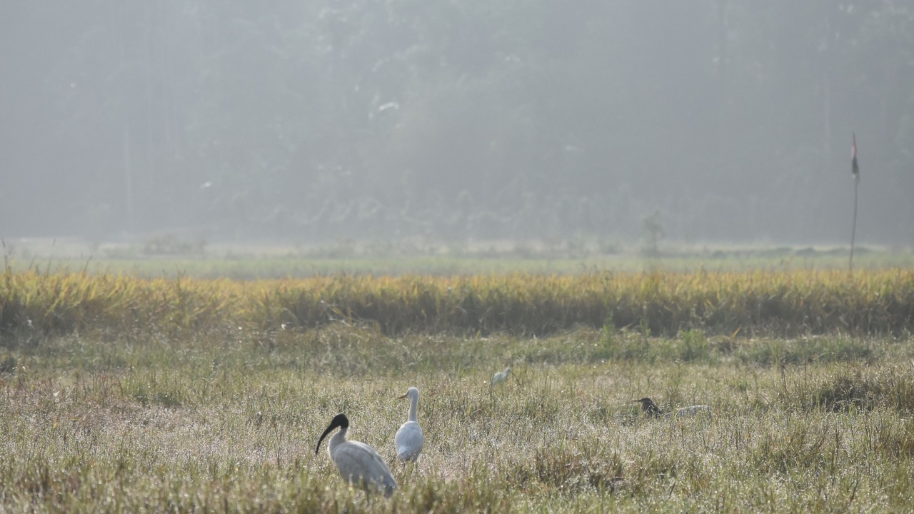 Photo of Outdoor in Mananthavady