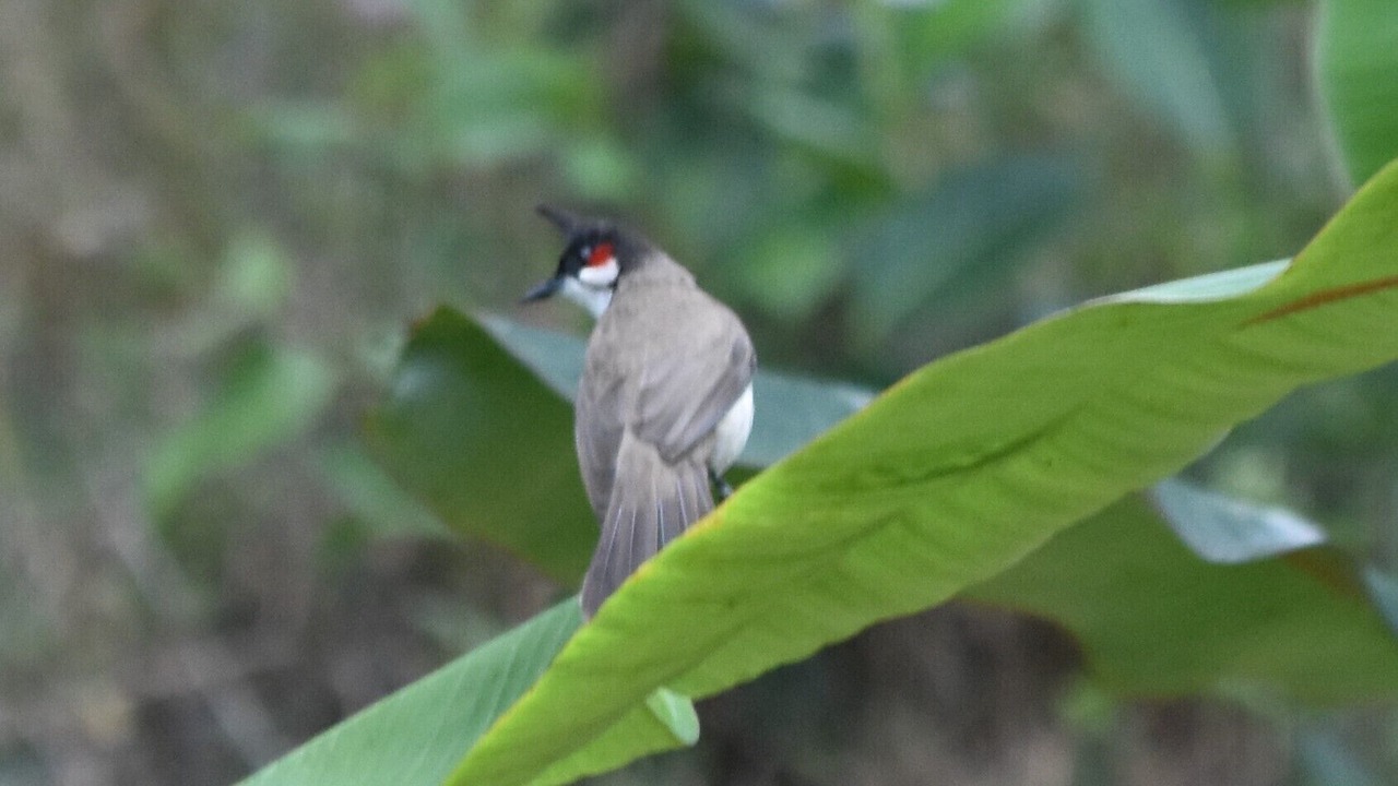 Photo of Outdoor in Mananthavady