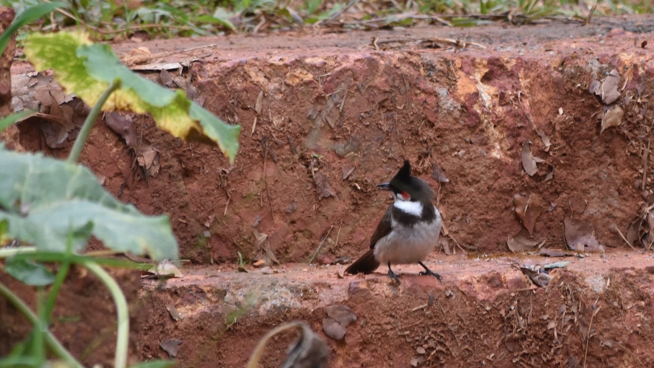 Photo of Outdoor in Mananthavady