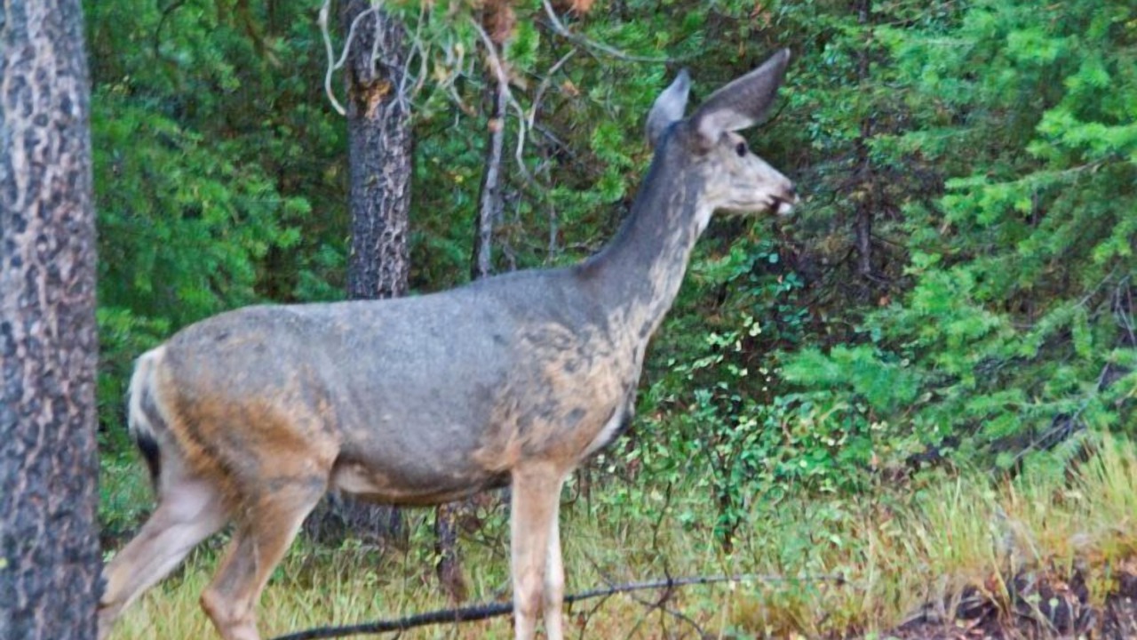 Photo of Others in McCall