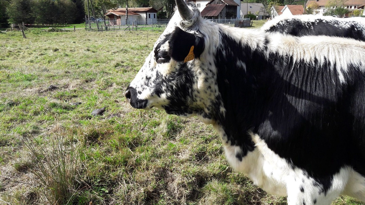 Photo of Others in La Bresse