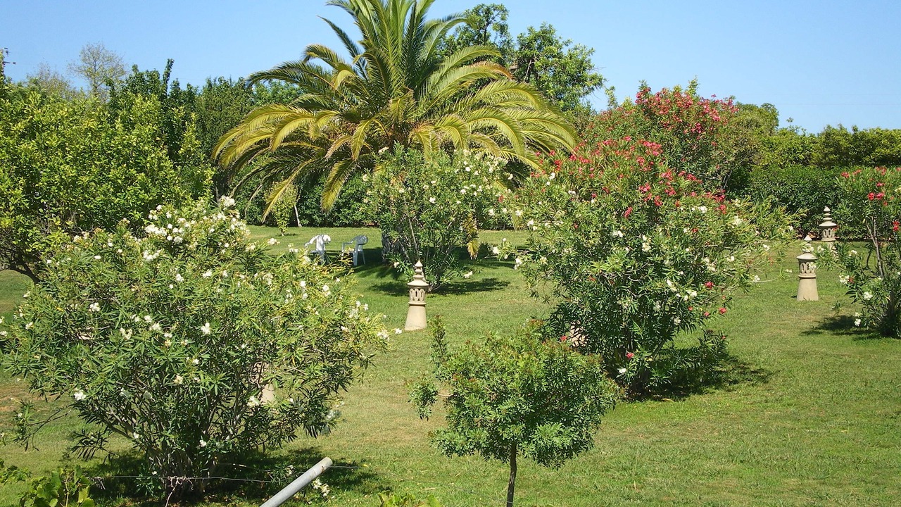 Photo of Outdoor in Estoi