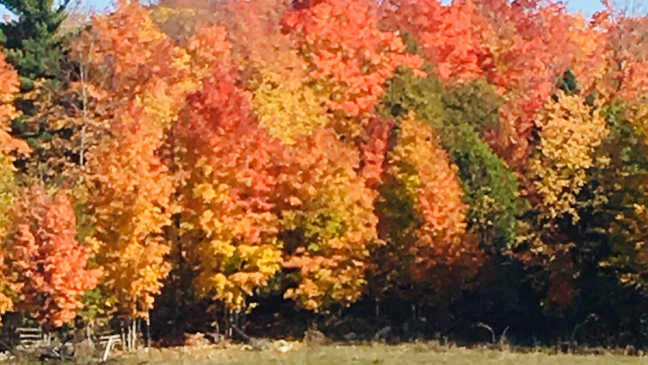 Photo of Others in Lanark Highlands