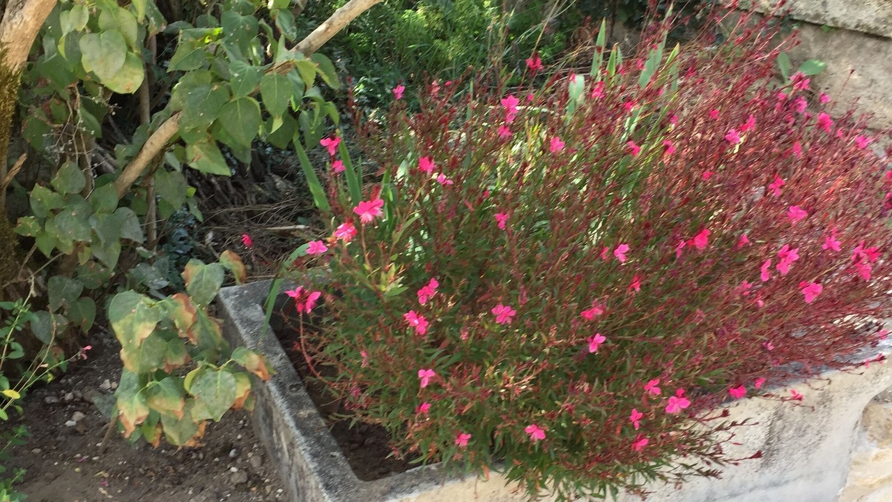 Photo of Outdoor in Saint-Vivien-de-Blaye