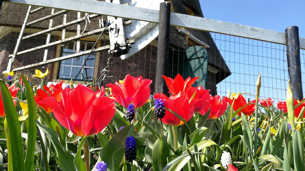 Photo of Outdoor in 's-Molenaarsbuurt