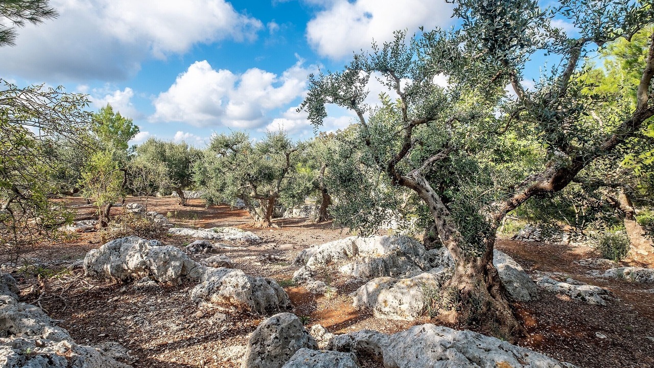 Photo of Outdoor in Cisternino
