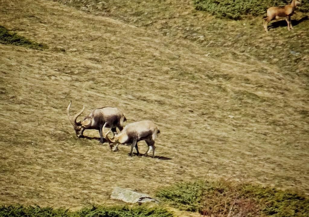 Photo of Others in Cauterets
