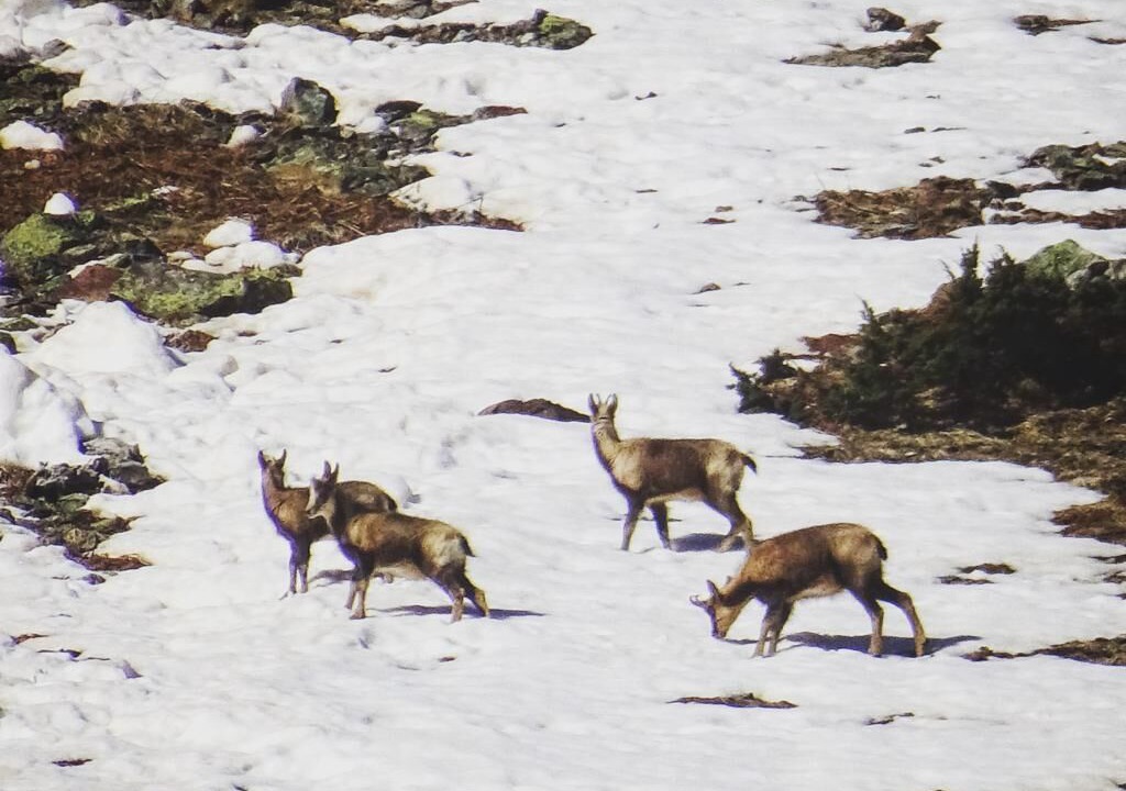 Photo of Others in Cauterets