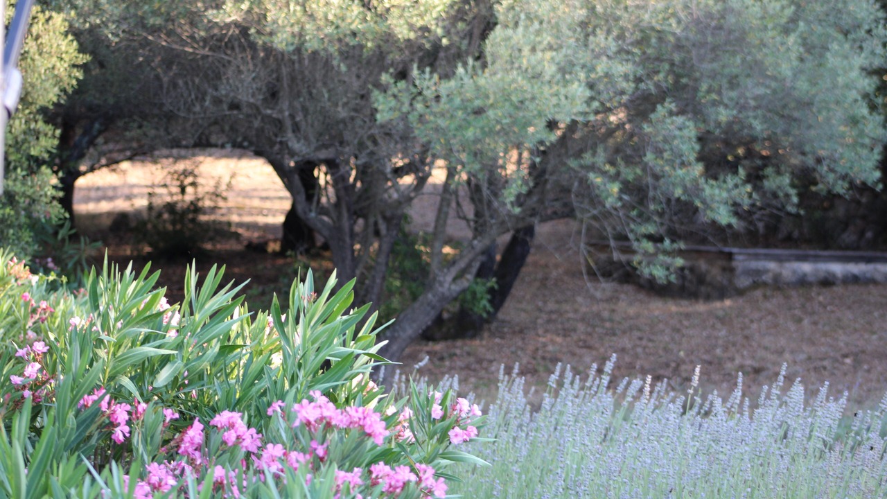 Photo of Outdoor in Vidauban