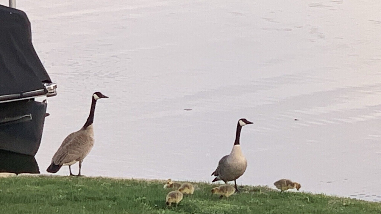 Photo of Others in Lake Fenton