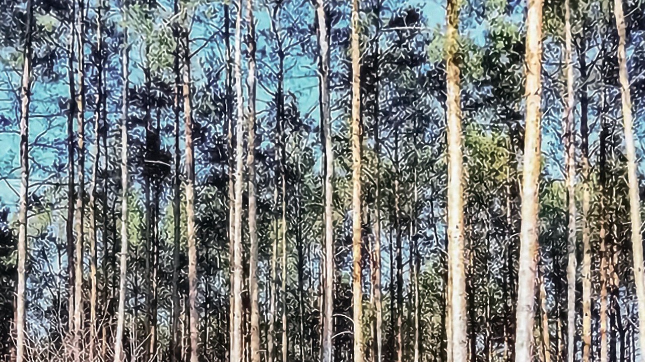 Photo of Others in Wolsztyn