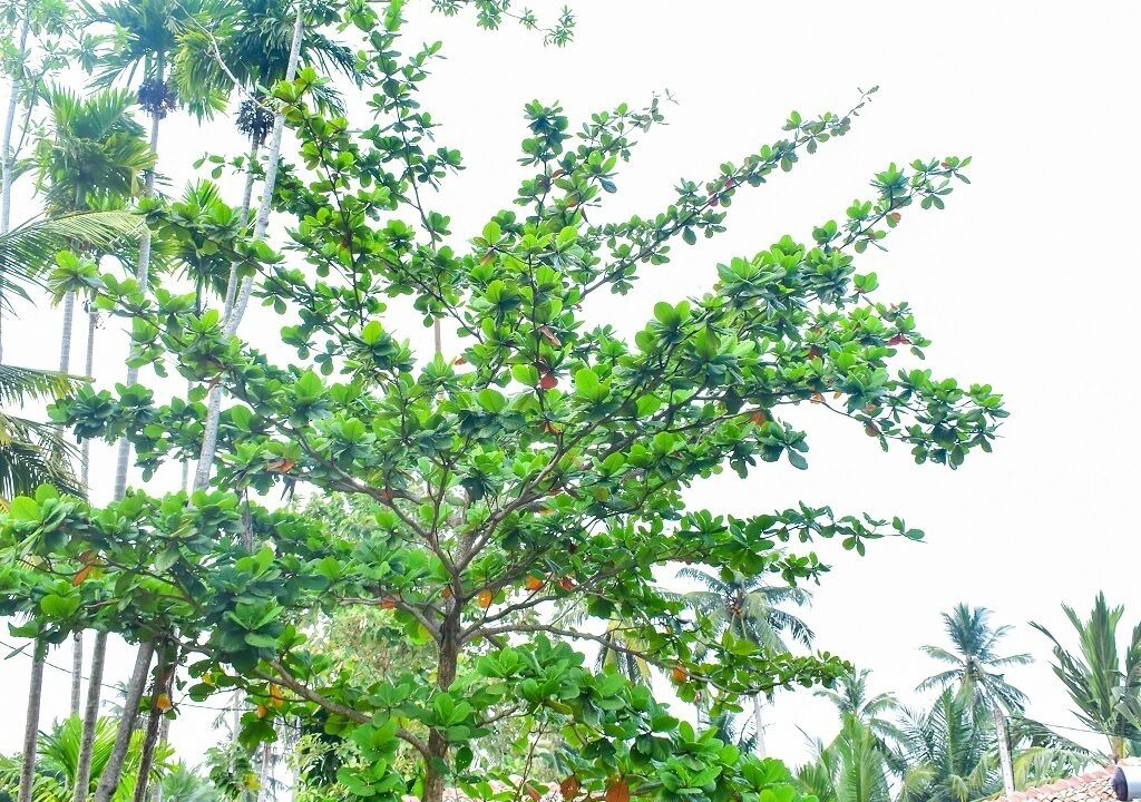 Photo of Outdoor in Dodanduwa