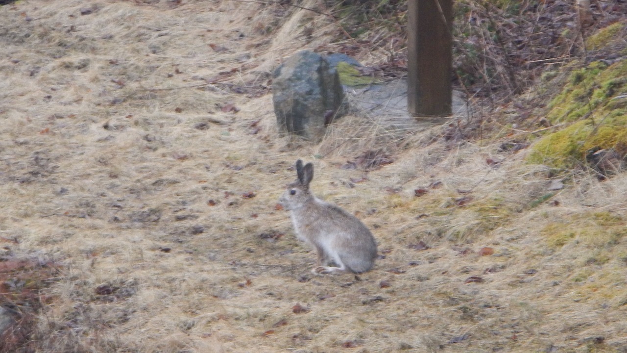 Photo of Others in Head of Jeddore
