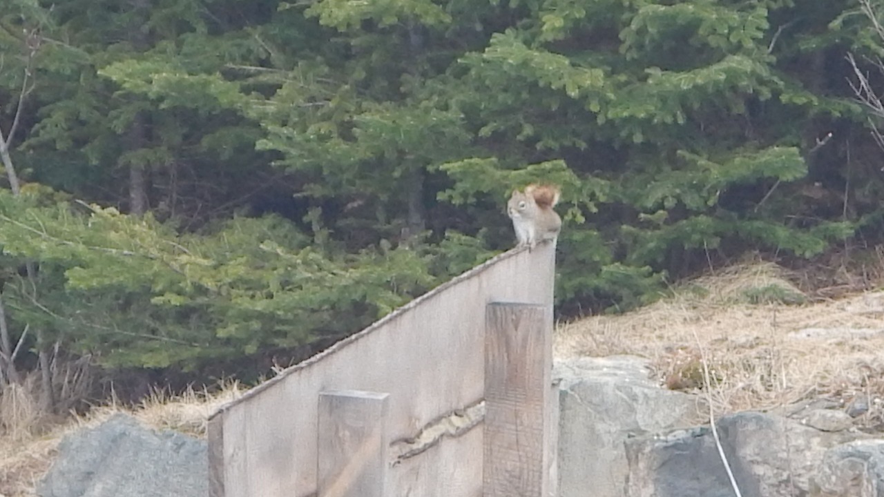 Photo of Outdoor in Head of Jeddore